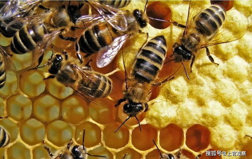 蜜蜂出行怎么收费